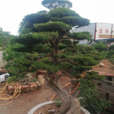 泰安精品造型景观树量大价低