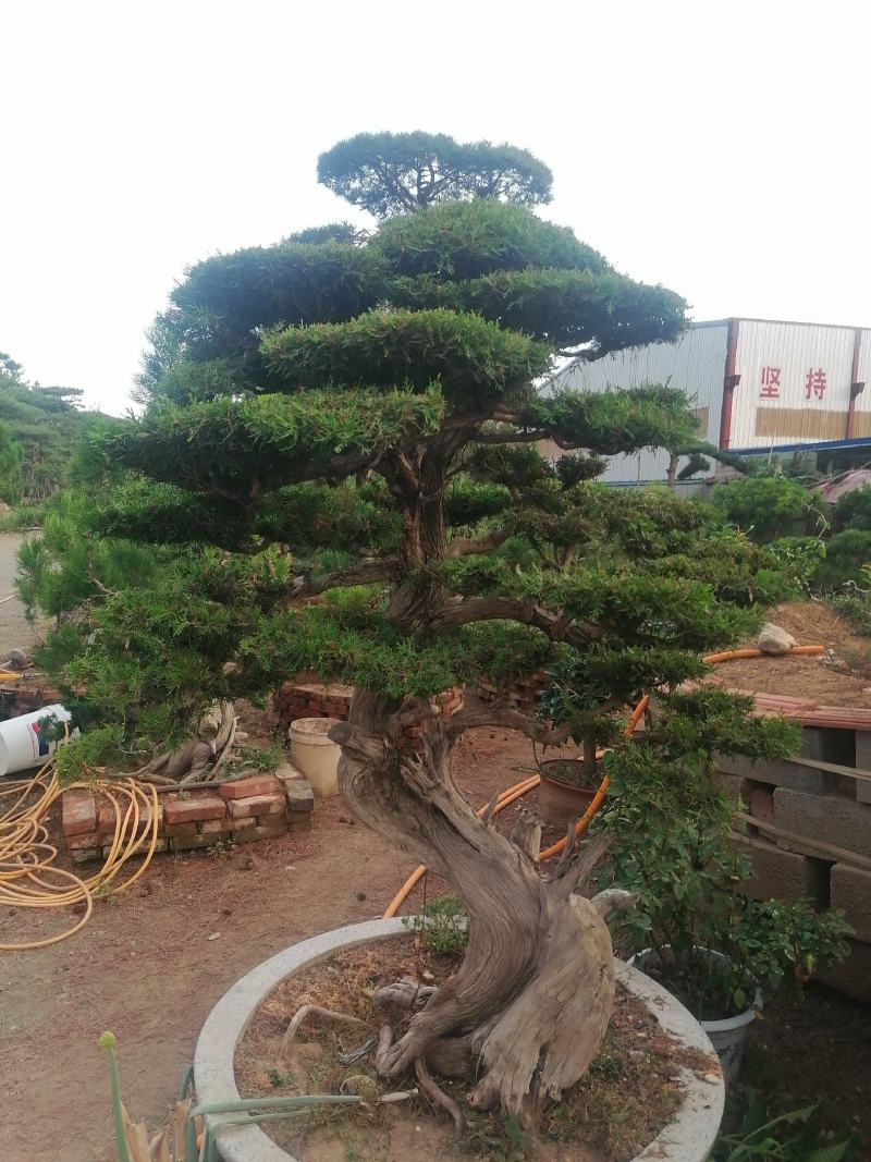 泰安精品造型景观树量大价低
