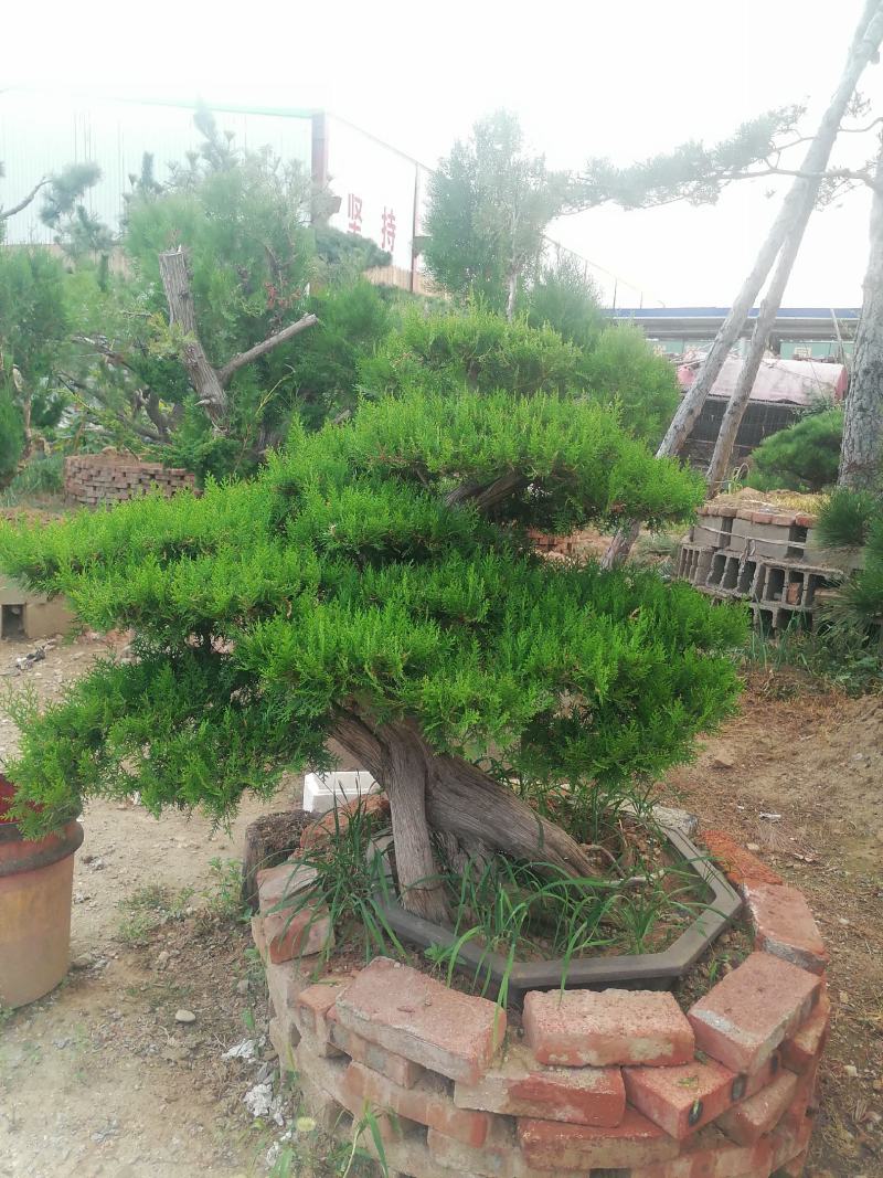 泰安精品造型景观树量大价低
