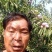 红翠李子热销诚招客商电商采购团购商超商贩网红供应链平台