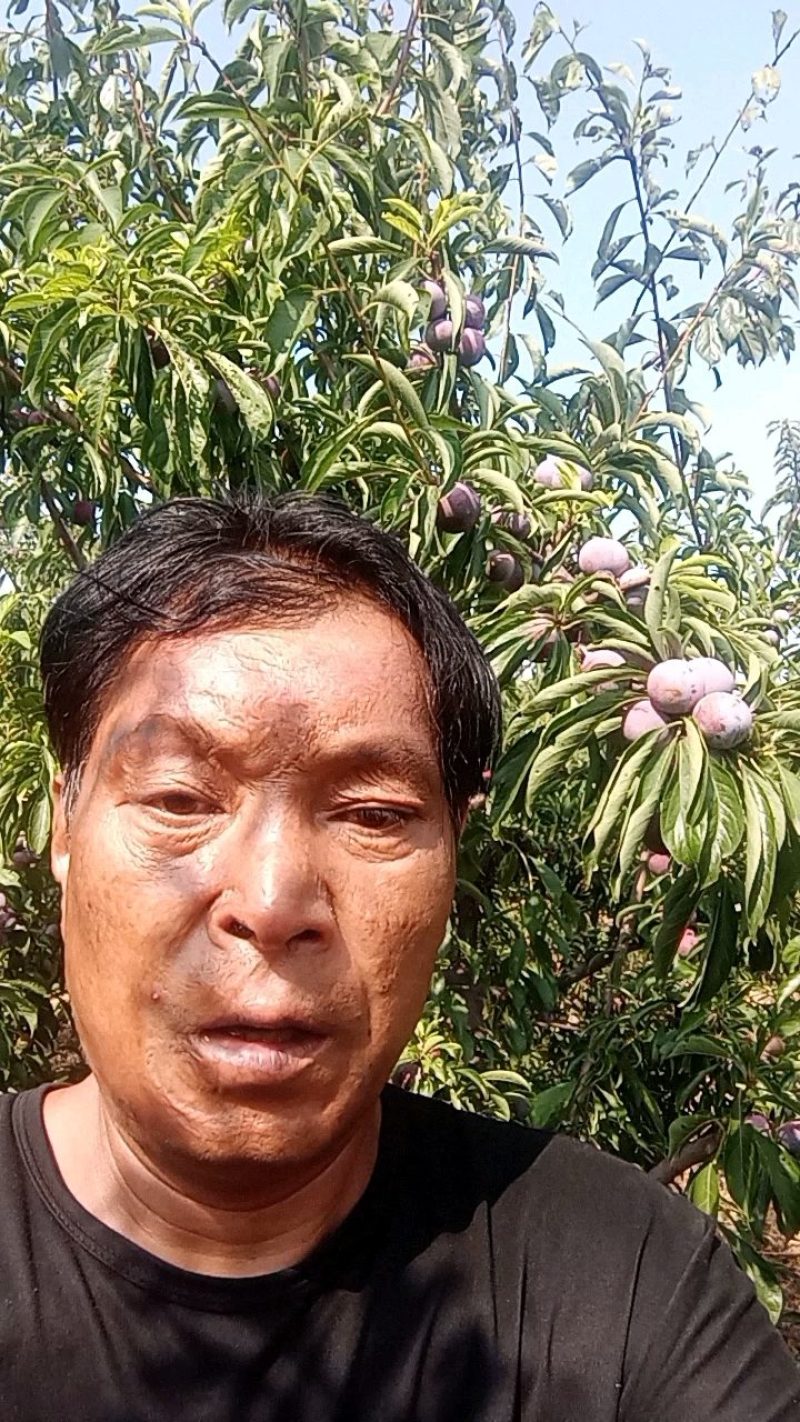 红翠李子热销诚招客商电商采购团购商超商贩网红供应链平台