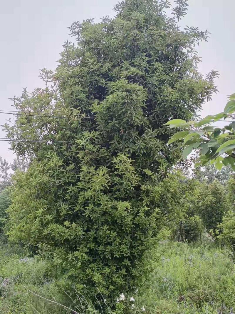 椤木石楠/绿化苗木/乔灌木/石楠树/椤木石楠林木/种苗