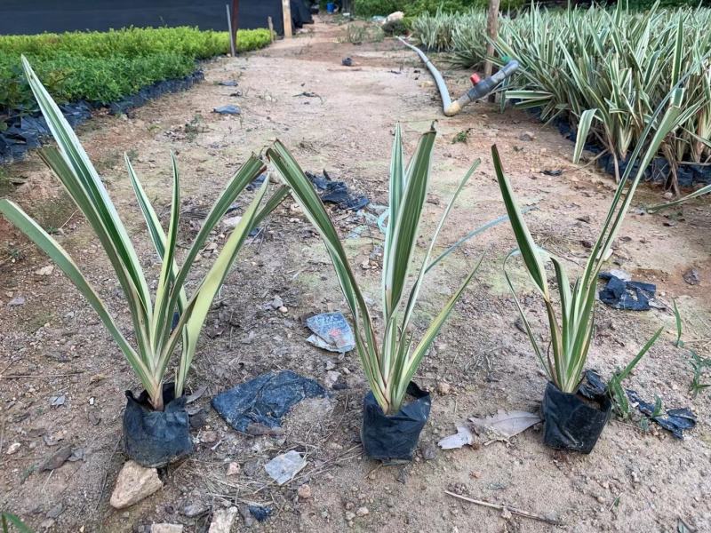银边山菅兰大量供应福建四海园基地直销