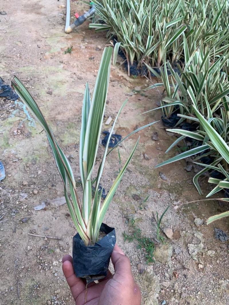 银边山菅兰大量供应福建四海园基地直销