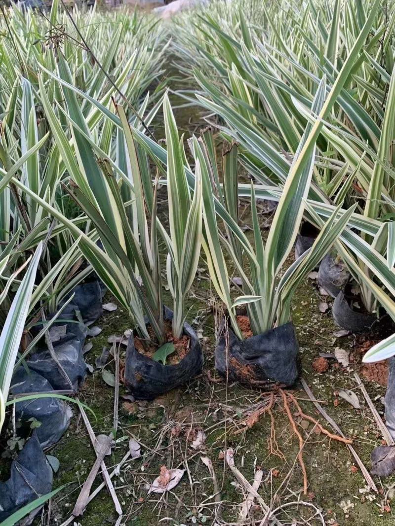 银边山菅兰大量供应福建四海园基地直销
