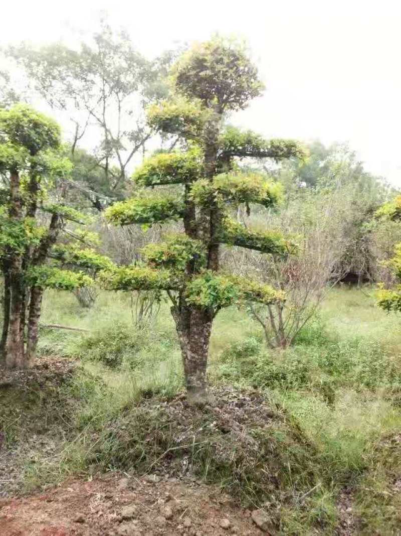 椤木石楠/绿化苗木/乔灌木/石楠树/石楠树苗/原生态树