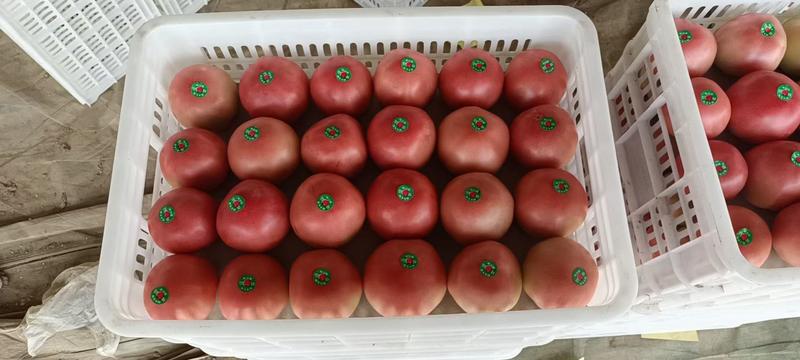 硬粉西红柿大量上市果型好硬度好