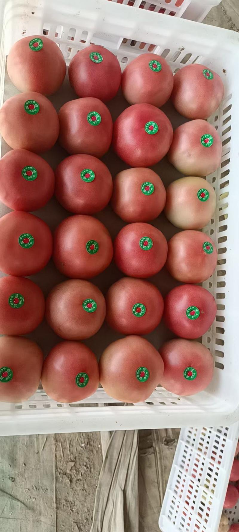 硬粉西红柿大量上市果型好硬度好