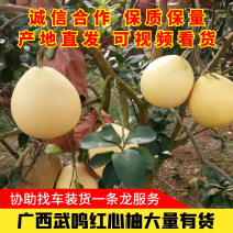 【荐】武鸣三红蜜柚大量上市，口感甜水份足，质量保证价格低