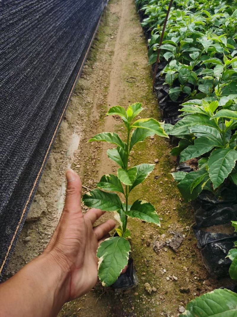 花叶假连翘，金边假连翘大量供应福建四海园基地直