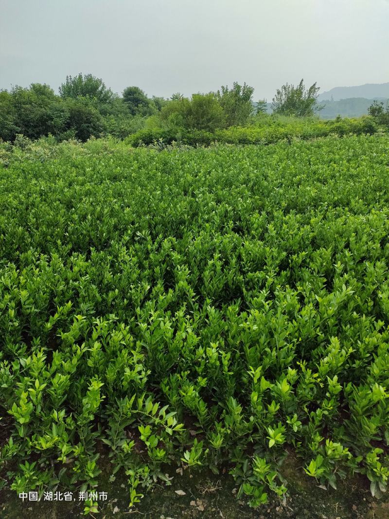 伦晚脐橙苗，两年苗，品种纯正，可签合同，自产自销