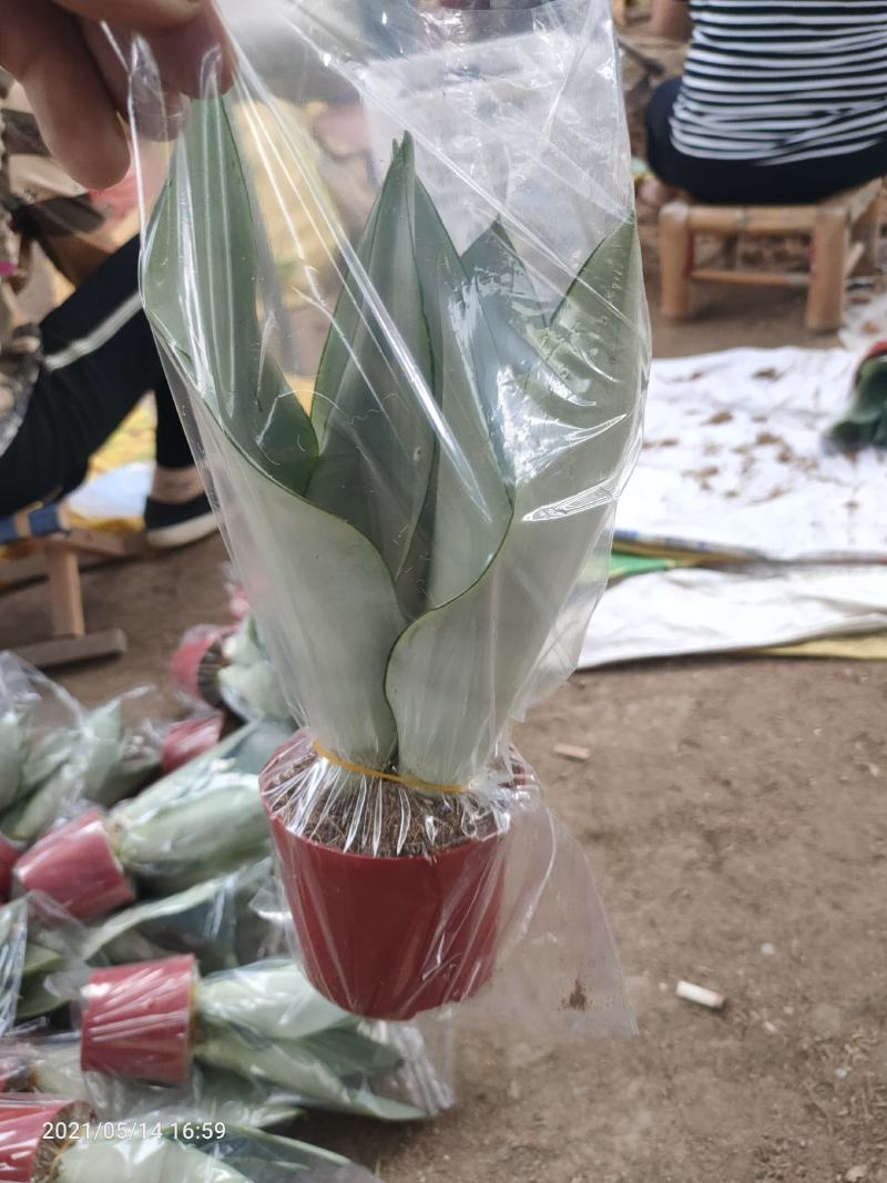 白玉虎皮兰大量供应福建四海园基地直销
