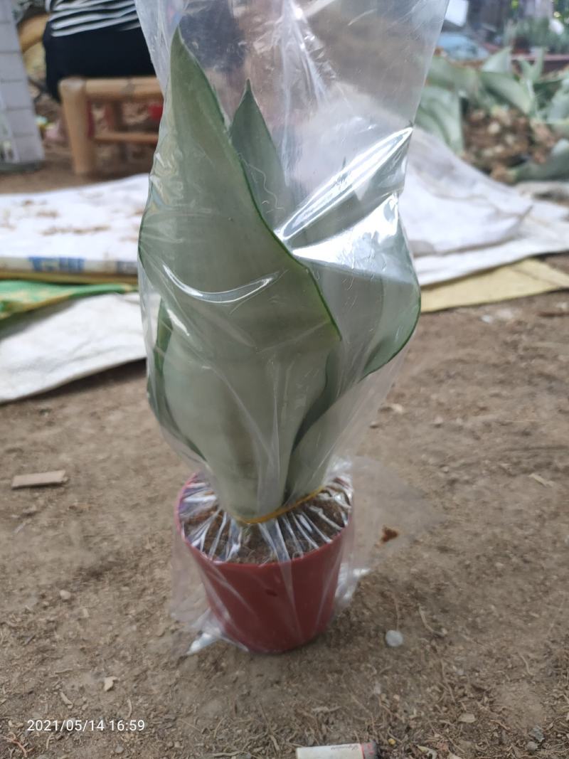 白玉虎皮兰大量供应福建四海园基地直销