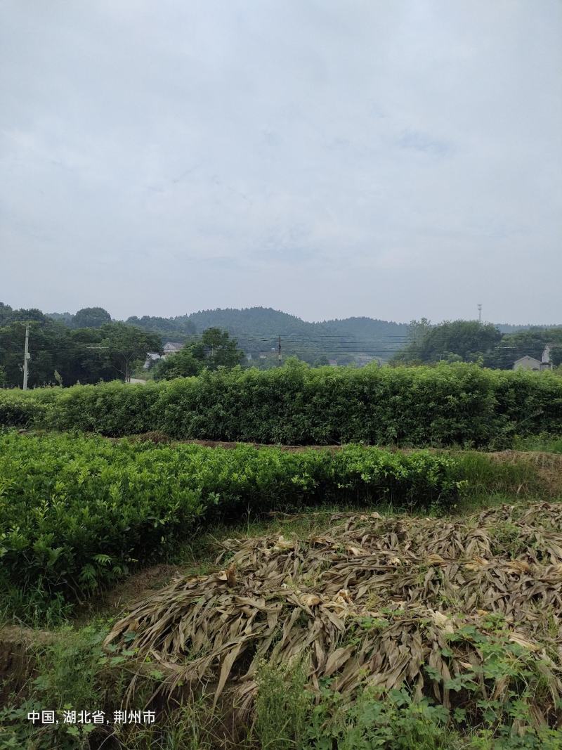 精品纽荷尔脐橙苗大量现货支持一件代发