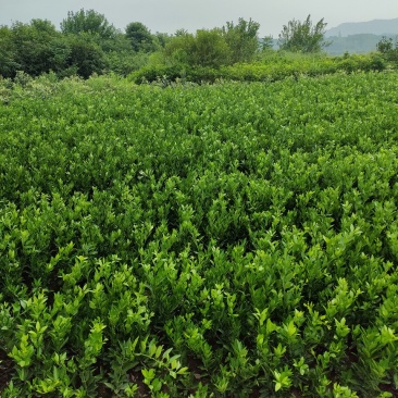 精品纽荷尔脐橙苗大量现货支持一件代发