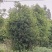 椤木石楠/乔灌木/绿化苗木/石楠树/林木树苗/苗木林木