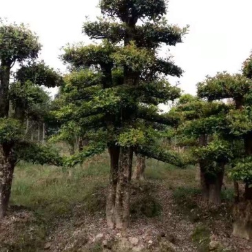 椤木石楠/乔灌木/绿化苗木/石楠树/林木树苗/苗木林木