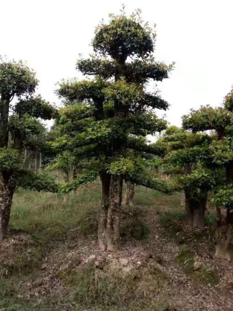 椤木石楠/乔灌木/绿化苗木/石楠树/林木树苗/苗木林木