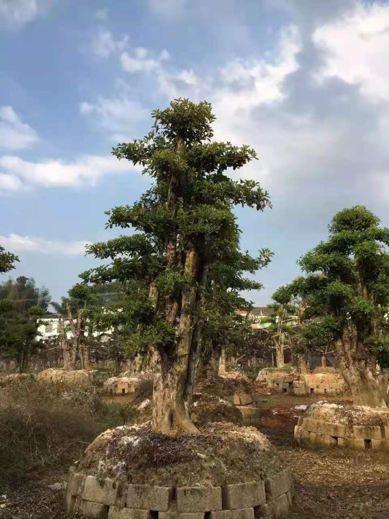 椤木石楠/乔灌木/绿化苗木/石楠树/林木树苗/苗木林木