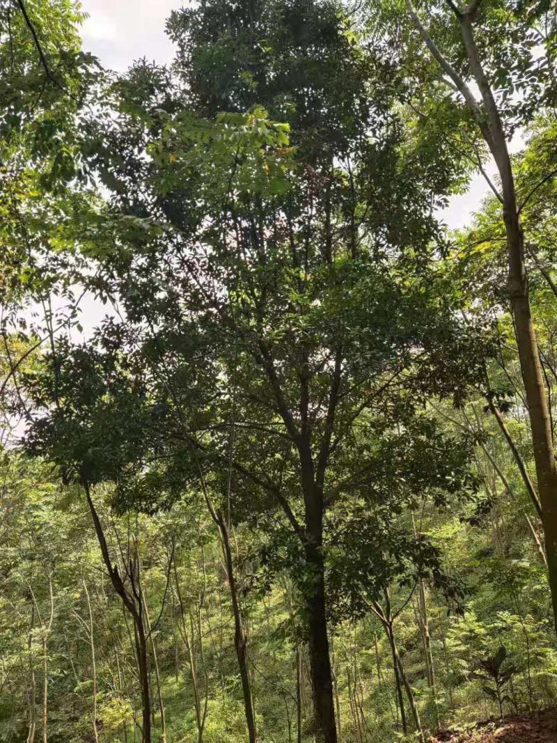 椤木石楠/乔灌木/绿化苗木/石楠树/林木树苗/苗木林木