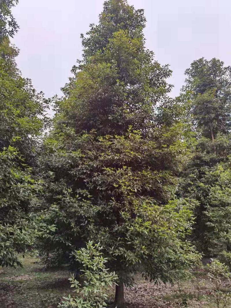 桢楠/桢楠树苗/种苗/苗木种苗/楠木苗/林木林木/绿化林