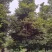桢楠/桢楠树苗/种苗/苗木种苗/楠木苗/林木林木/绿化林