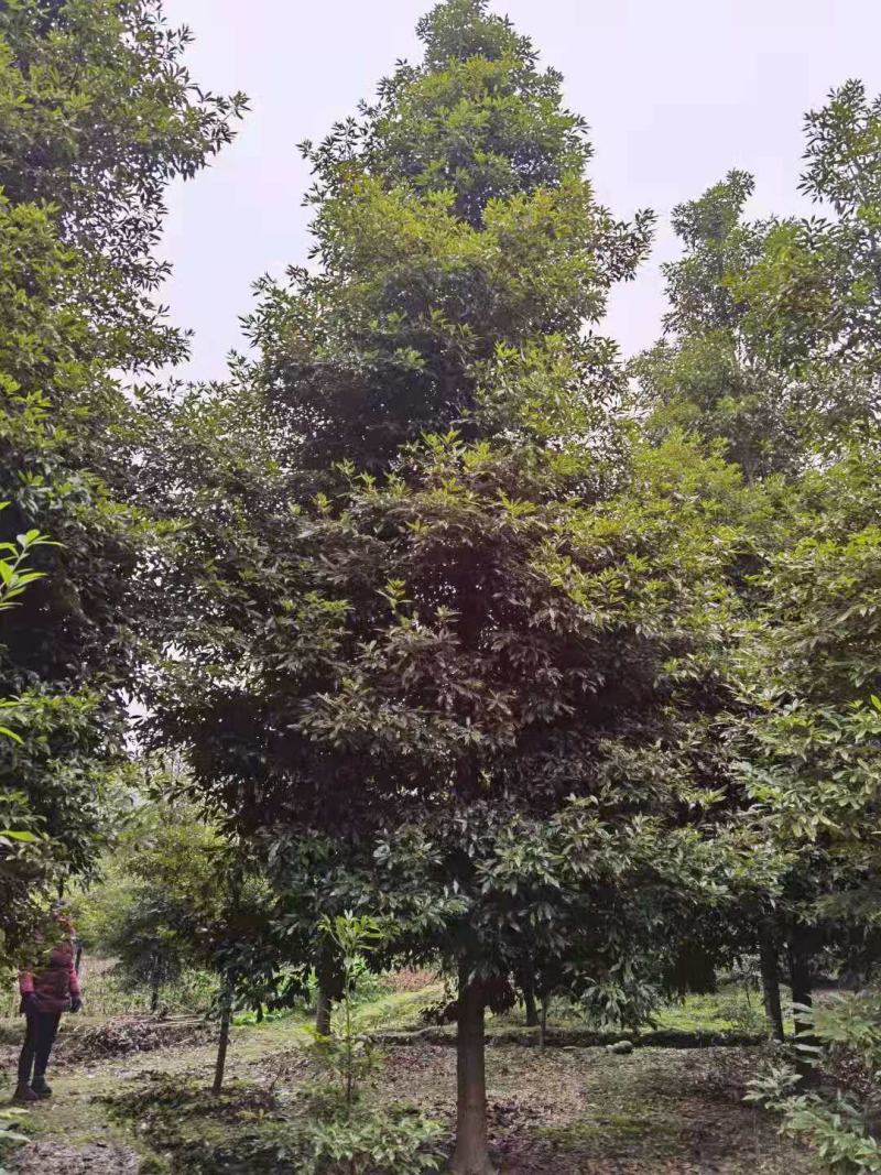 桢楠/桢楠树苗/种苗/苗木种苗/楠木苗/林木林木/绿化林