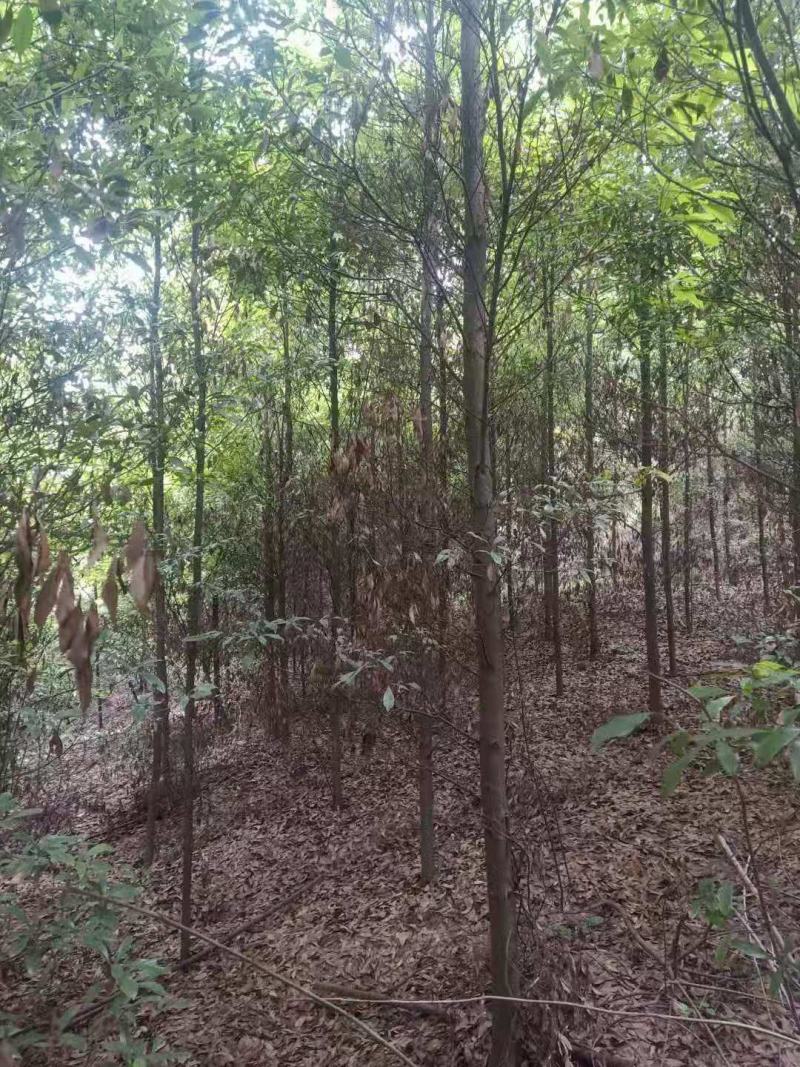 桢楠/桢楠树苗/种苗/苗木种苗/楠木苗/绿化林木/乔灌木