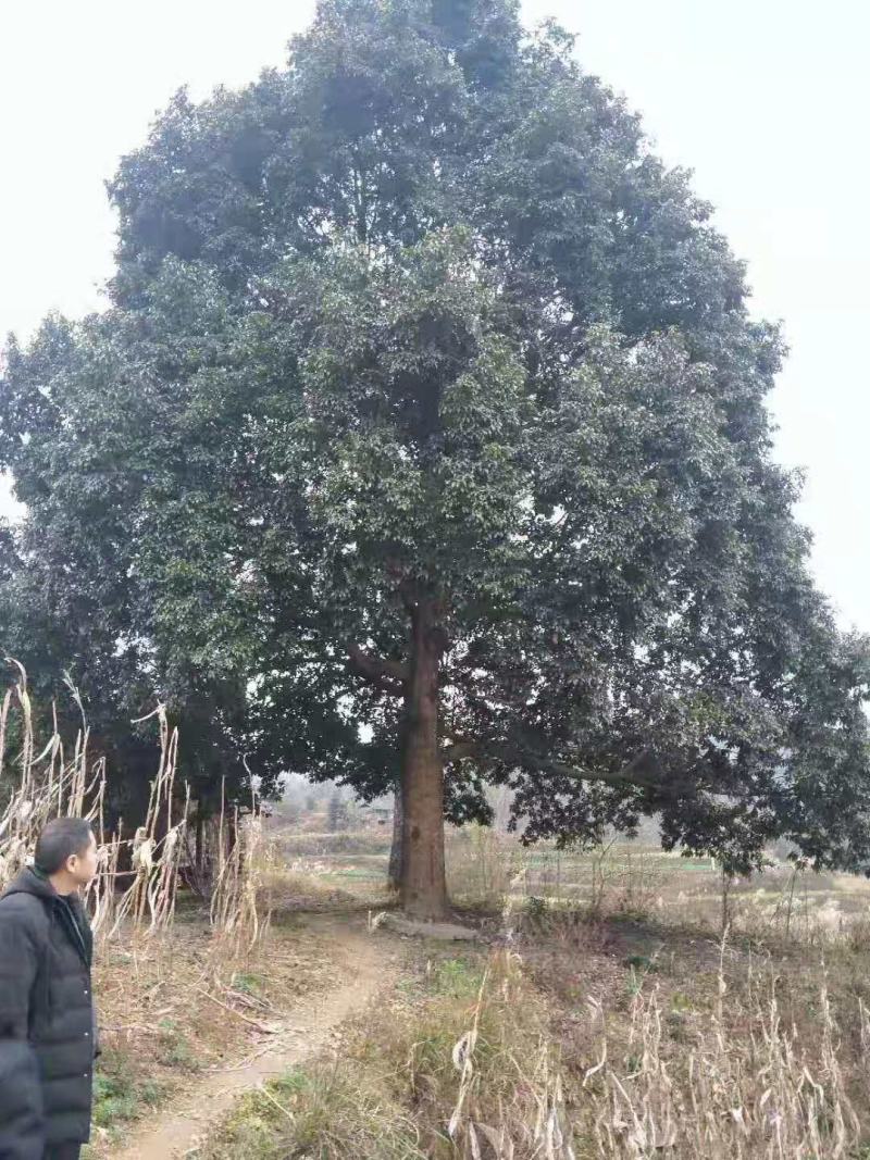 桢楠/桢楠树苗/种苗/苗木种苗/楠木苗/绿化林木/乔灌木