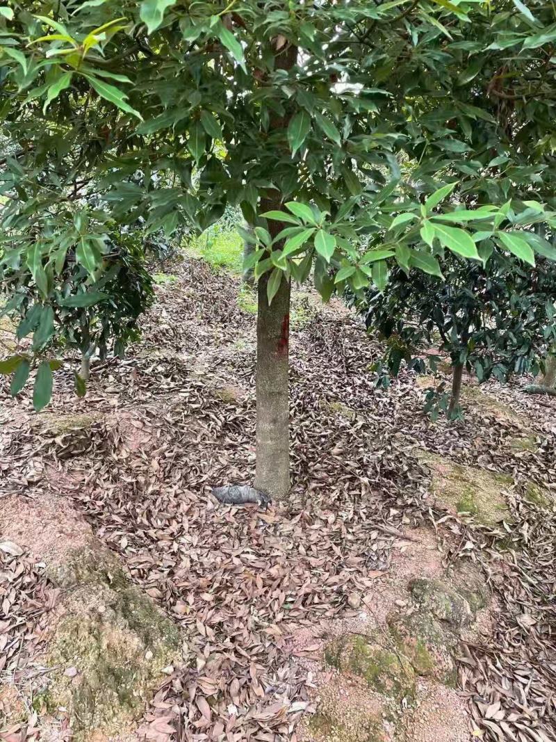 桢楠/桢楠树苗/种苗/苗木种苗/楠木苗/绿化林木/乔灌木