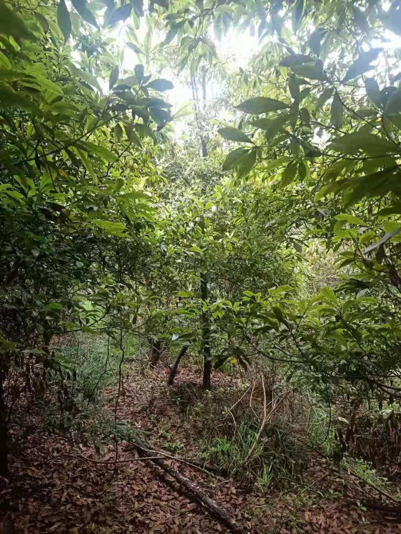 桢楠/桢楠树苗/种苗/苗木种苗/楠木苗/绿化林木/乔灌木