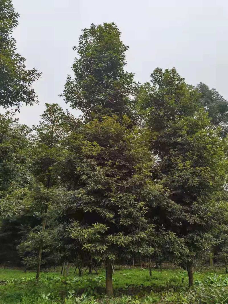 桢楠/桢楠树苗/种苗/苗木种苗/楠木苗/绿化林木/乔灌木