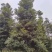 桢楠/桢楠树苗/种苗/苗木种苗/楠木苗/绿化林木/乔灌木