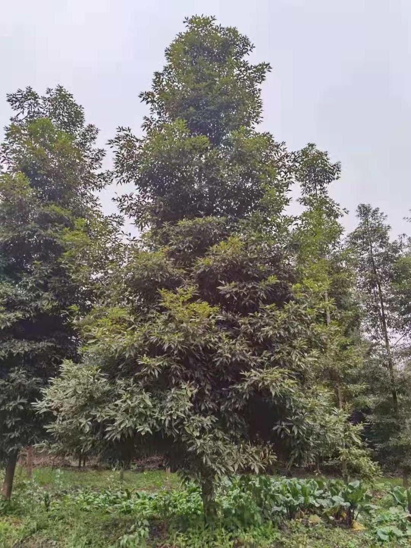 桢楠/桢楠树苗/种苗/苗木种苗/楠木苗/绿化林木/乔灌木