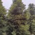 桢楠/桢楠树苗/种苗/苗木种苗/楠木苗/绿化林木/乔灌木