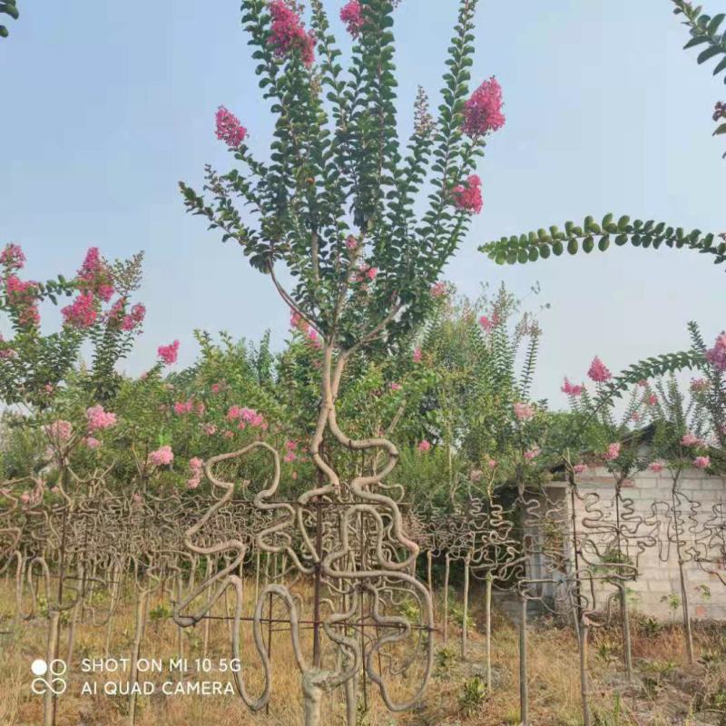 紫薇造型，紫薇中国结，川红紫薇造型供应，紫薇编织品