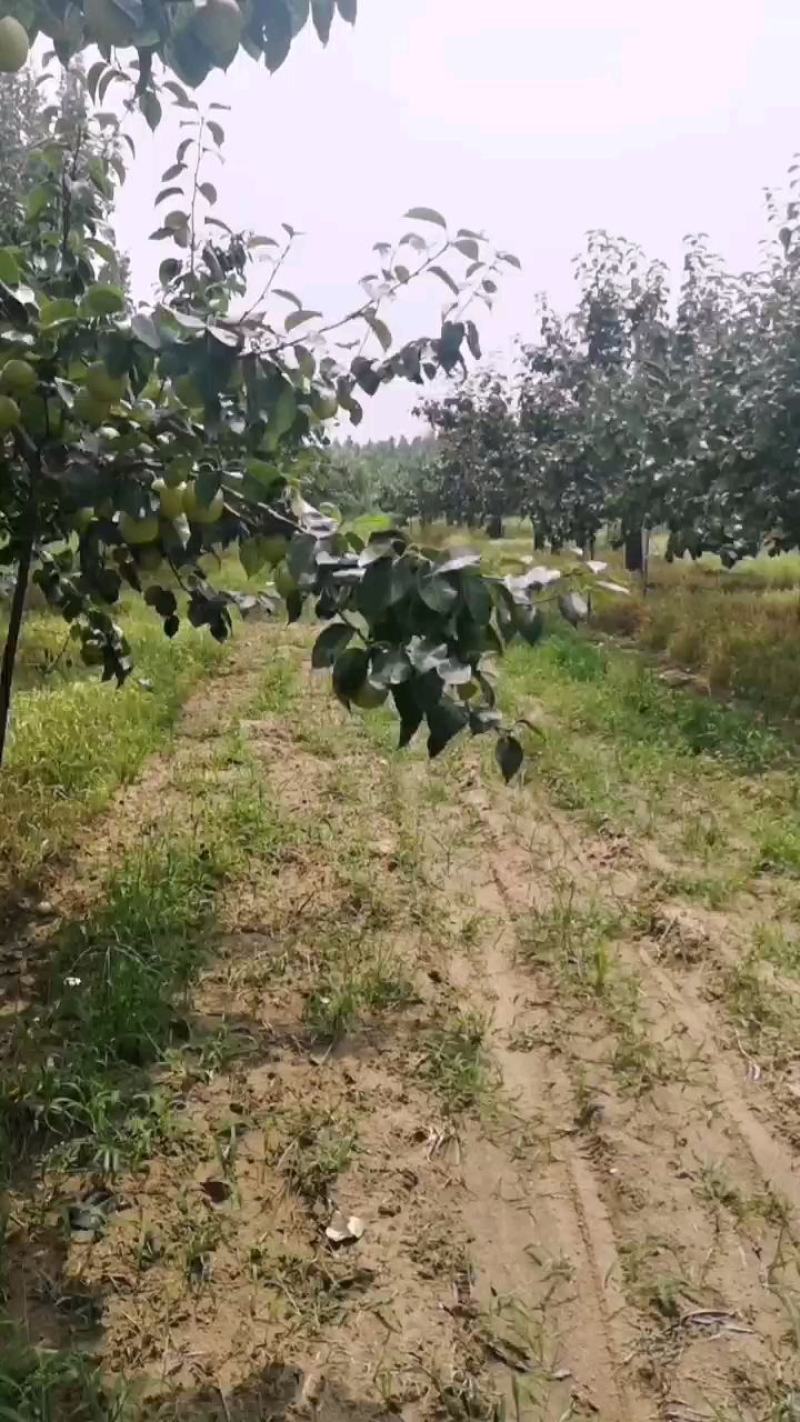 黄冠梨