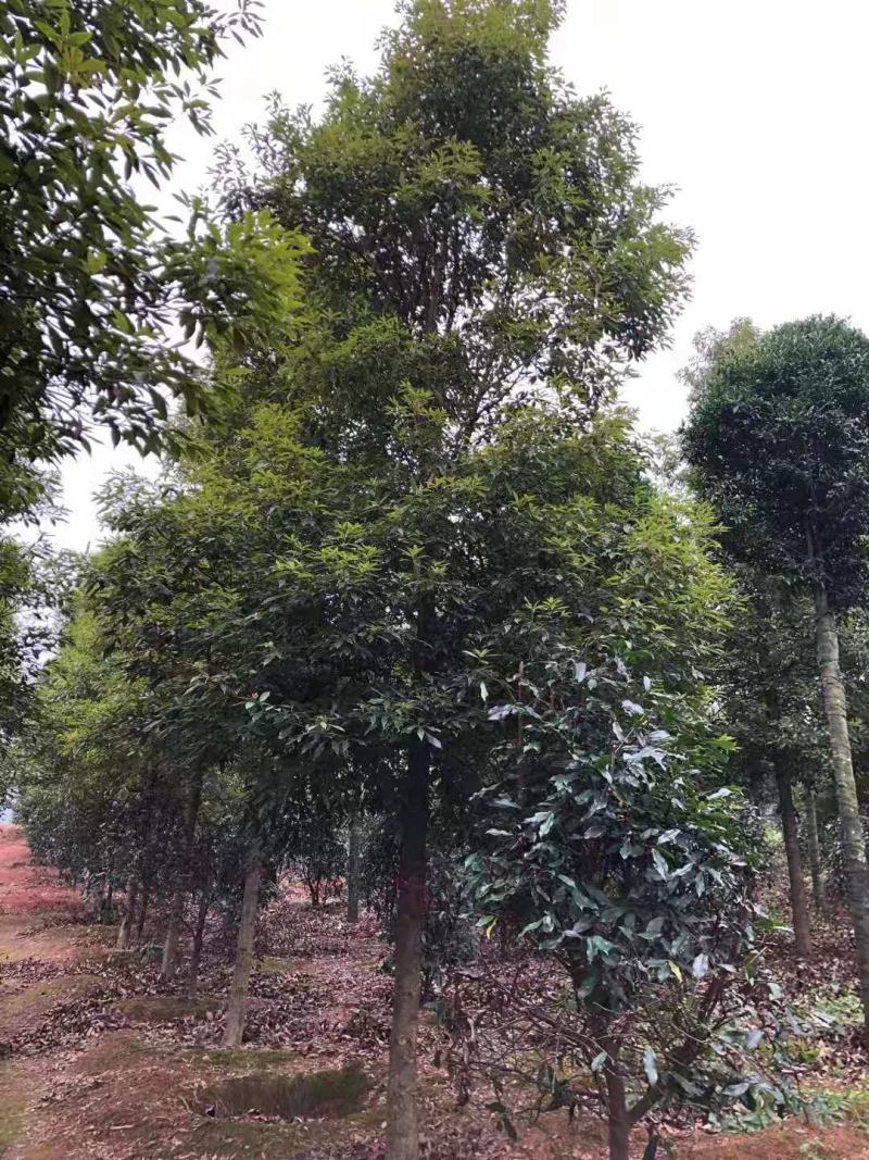 桢楠/桢楠树苗/种苗/苗木种苗/楠木苗