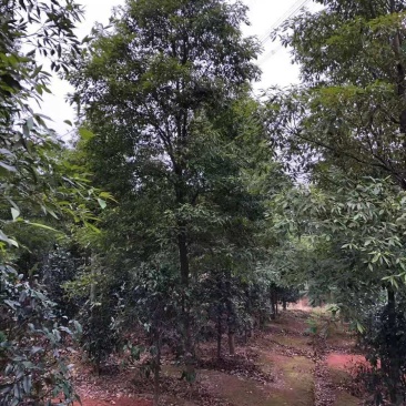 桢楠/桢楠树苗/种苗/苗木种苗/楠木苗