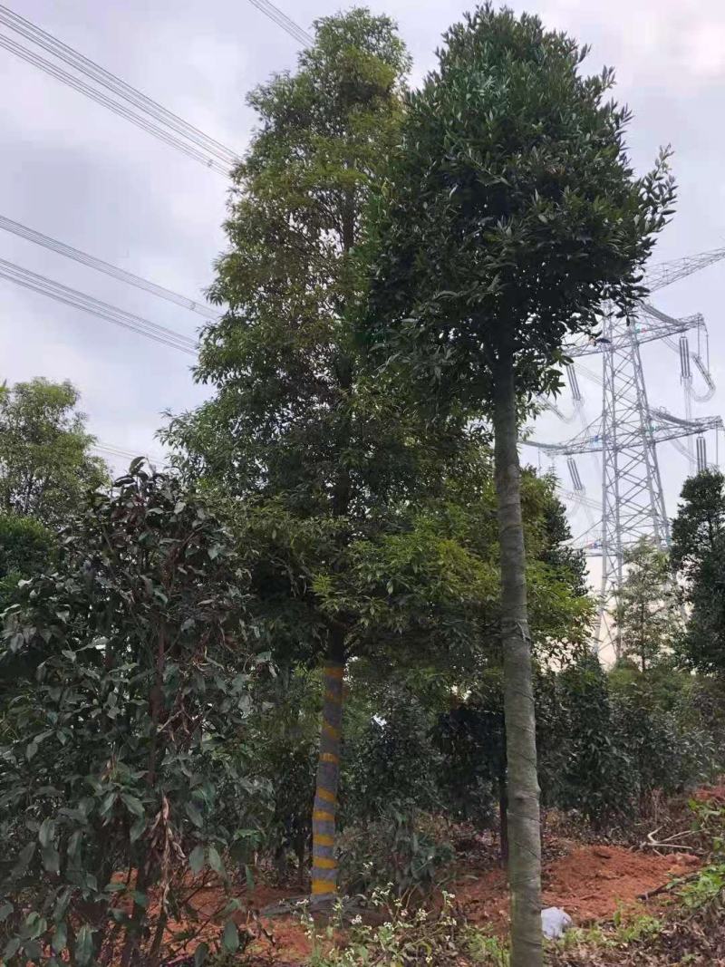 桢楠/桢楠树苗/种苗/苗木种苗/楠木苗