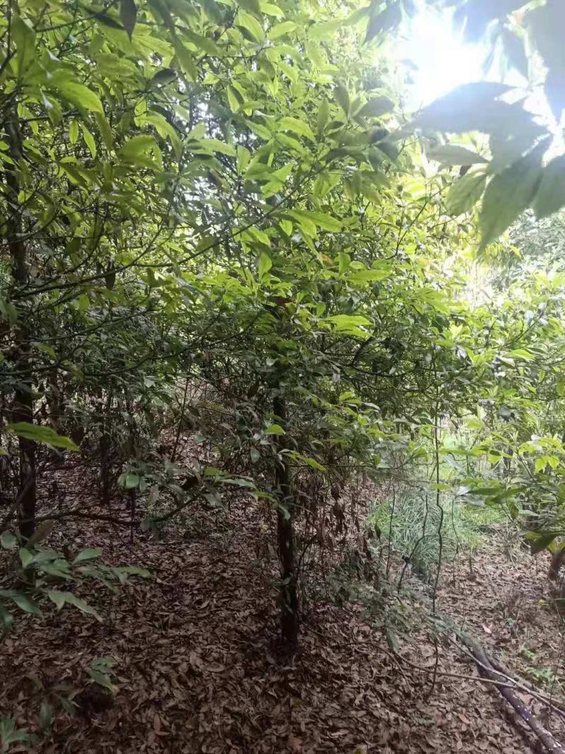 桢楠/桢楠树苗/种苗/苗木种苗/楠木苗
