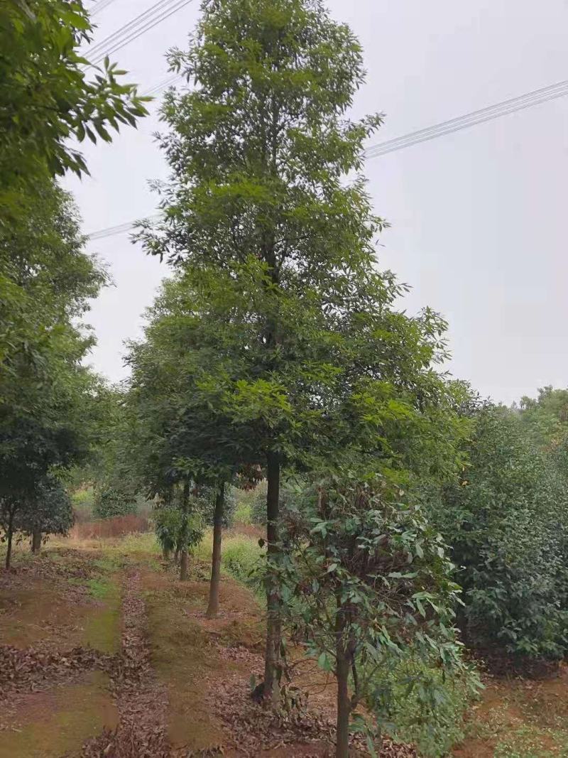 桢楠/桢楠树苗/种苗/苗木种苗/楠木苗