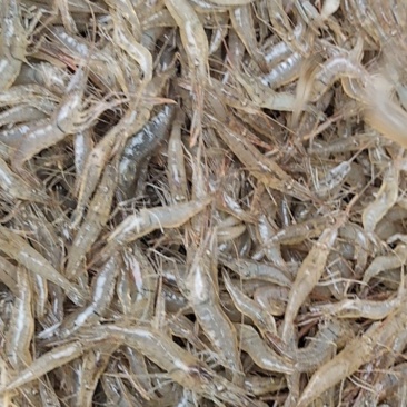 沂河河虾需要的联系了