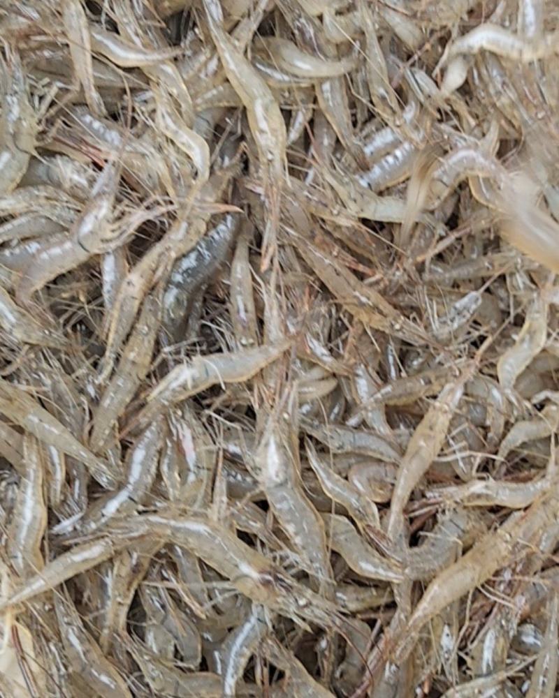 沂河河虾需要的联系了