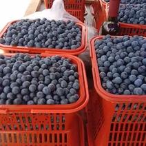 贵州麻江县个体蓝莓种植户