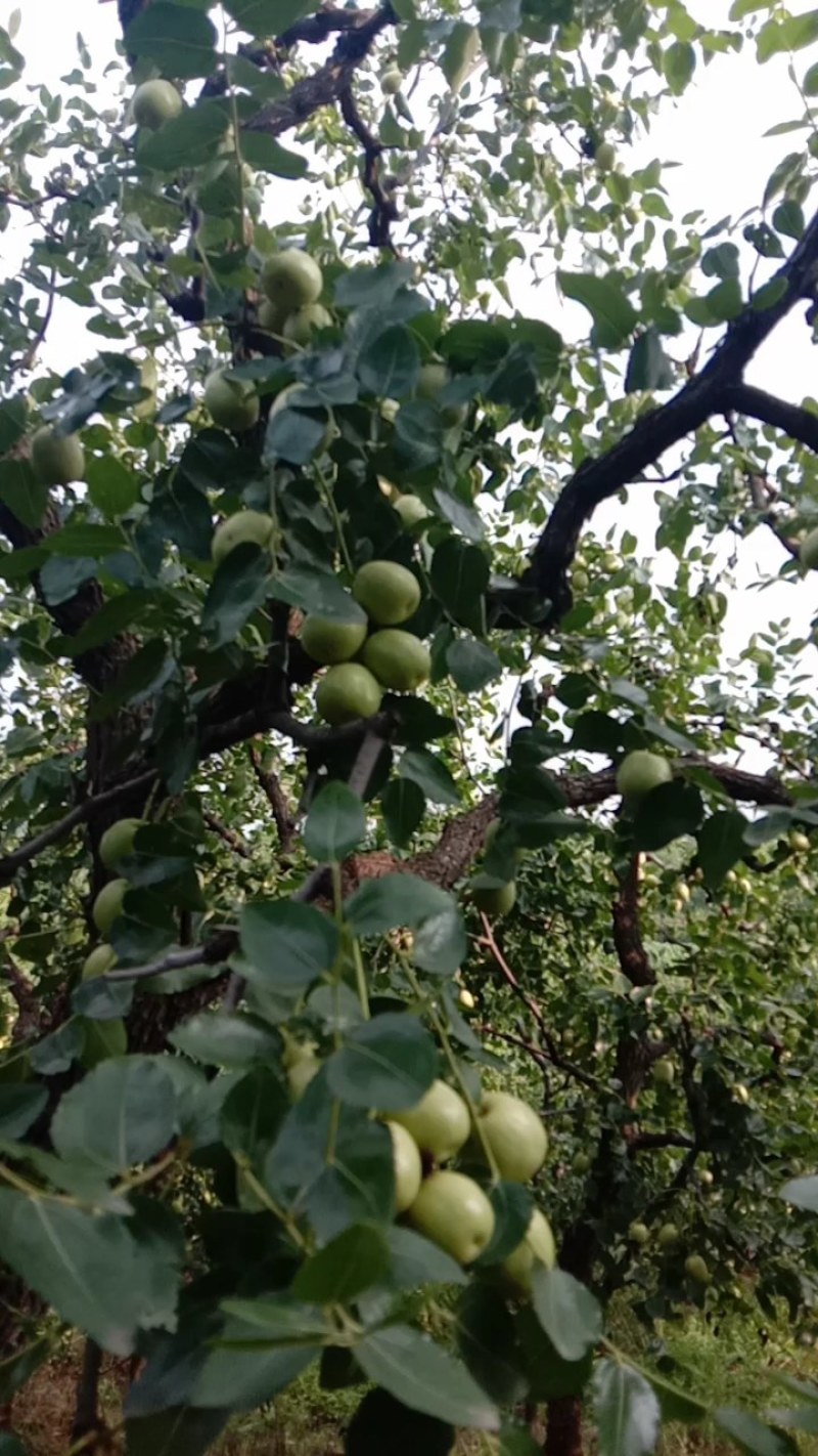 石家庄市赞皇县青枣以大量上市，有需要老板找我联系。