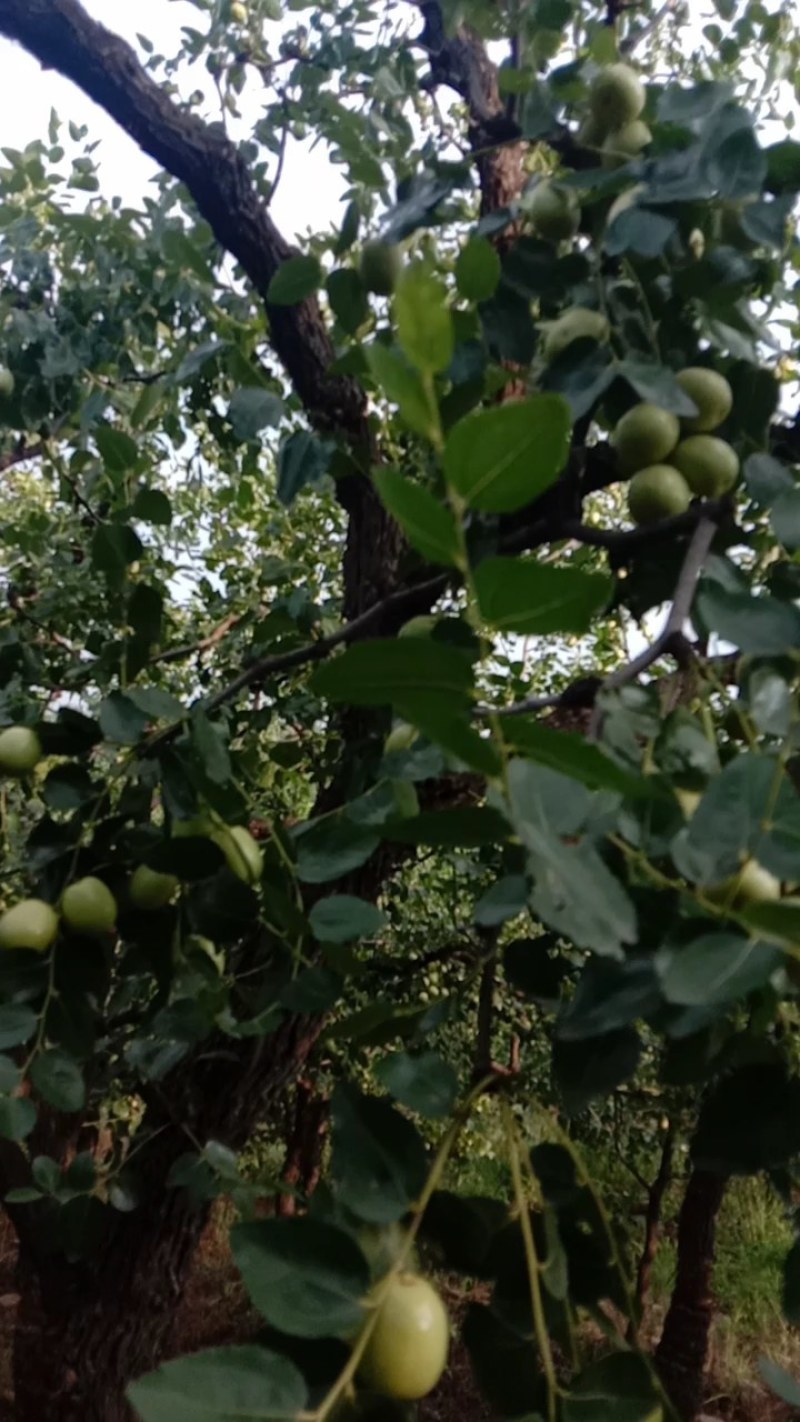 石家庄市赞皇县青枣以大量上市，有需要老板找我联系。