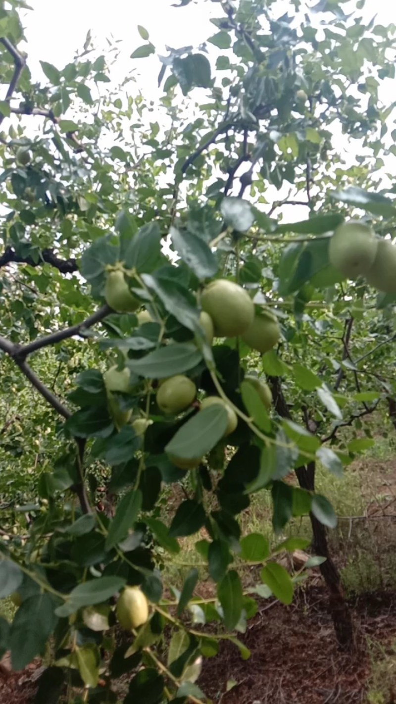 石家庄市赞皇县青枣以大量上市，有需要老板找我联系。