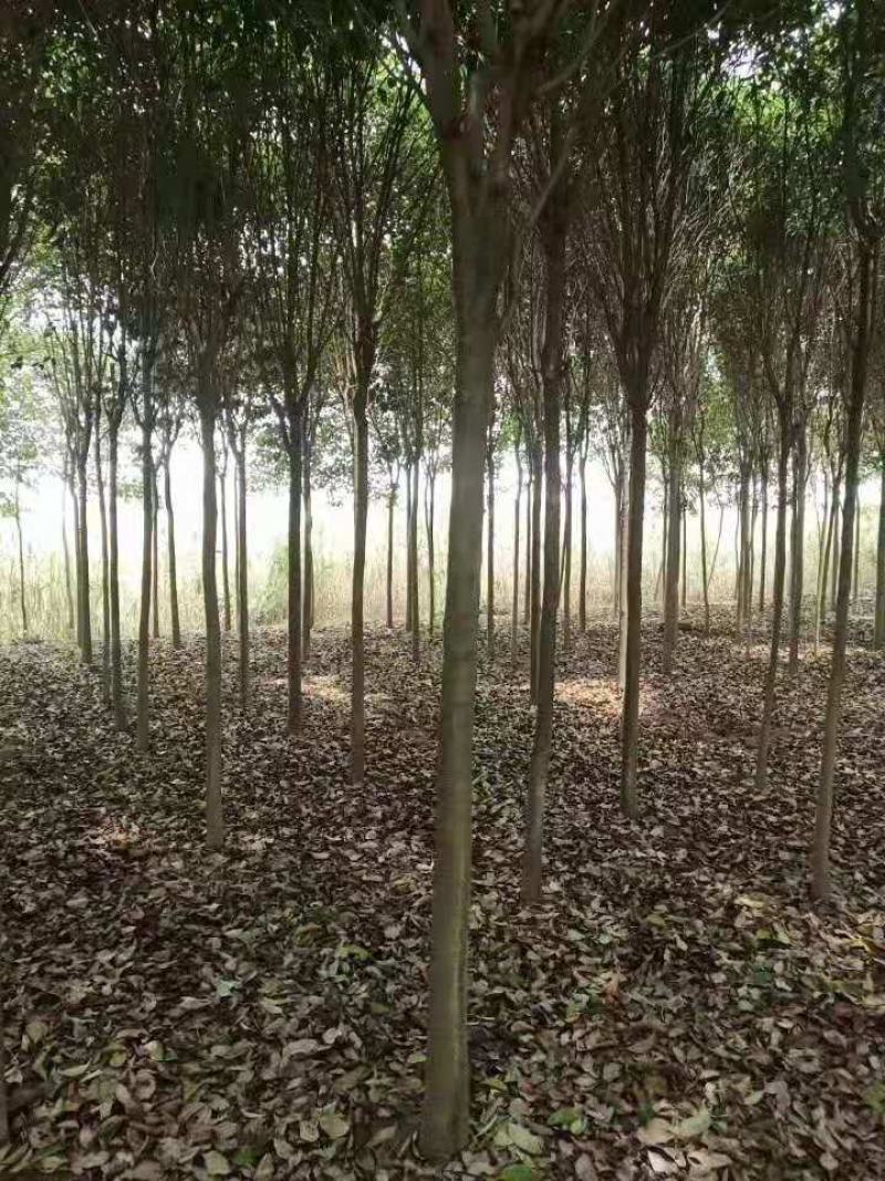 大叶女贞/绿化苗木/乔灌木/女贞/大叶女贞树苗/绿化林木