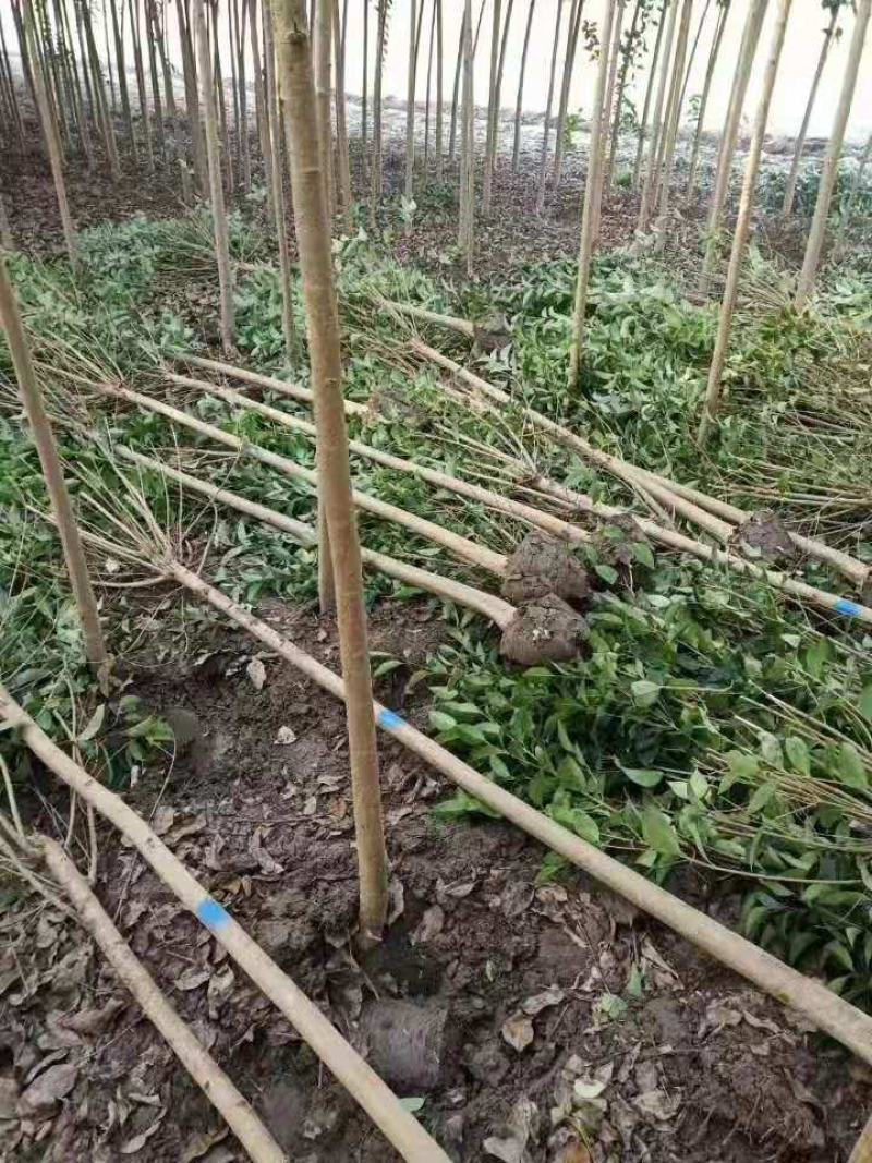 大叶女贞/绿化苗木/乔灌木/女贞/大叶女贞树苗/绿化林木